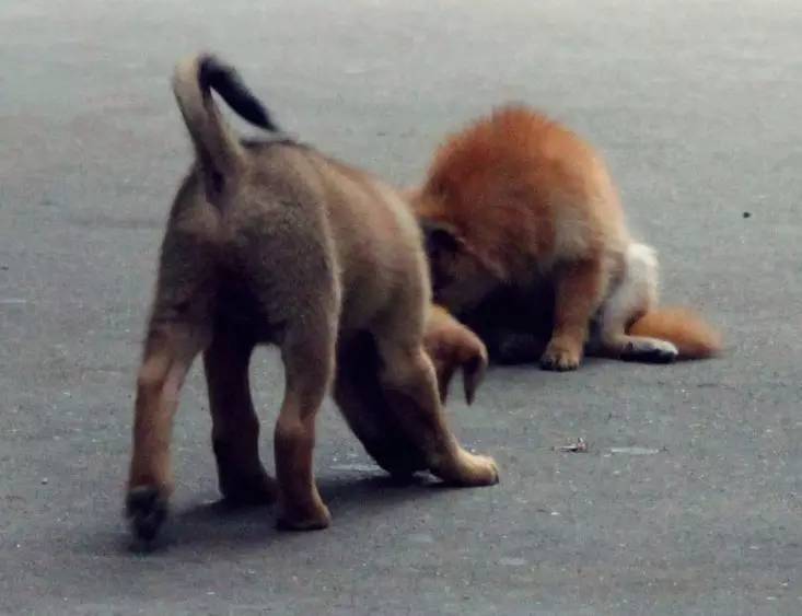 狗狗为什么会长脓皮病,狗狗皮肤上有脓疱掉毛