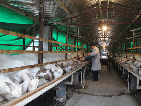 羊沙门氏菌症状图片,羊布鲁氏菌病防控技术规范