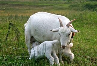 羊产道炎症的综合防治措施