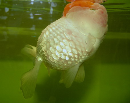 鱼儿气泡病怎么办,鱼儿常见病