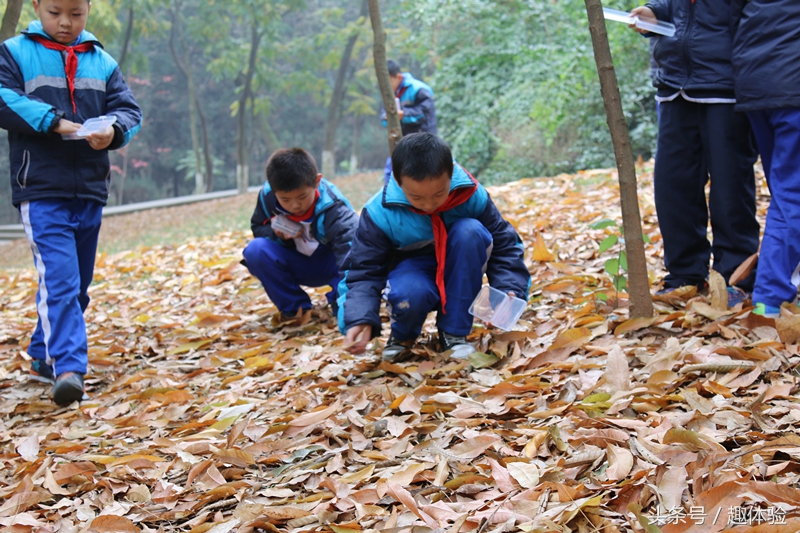 把课堂搬到森林里！去森林趣体验！
