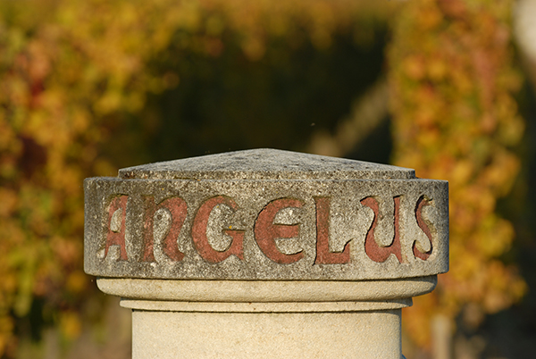 82年拉菲是82年采的葡萄吗,82年拉菲用的是什么葡萄