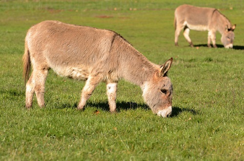 你绝对没养过的宠物,在家里的后院就能发现的小宠物