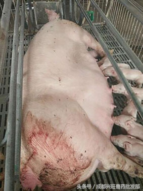 母猪产道破损能自愈吗,母猪助产产道损伤厉害怎么办