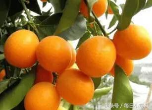 金桔的吃法与药用,金桔的吃法大全家常