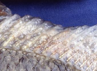 鱼儿出现哪些症状,鱼儿的各种病症