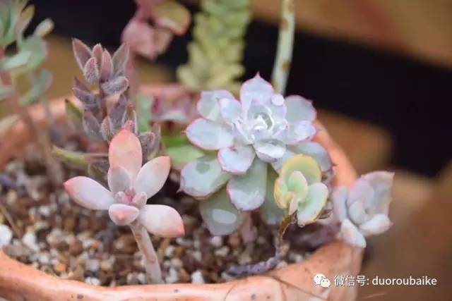 养肉肉的感悟,养多肉谨记好3招专治多肉难上色
