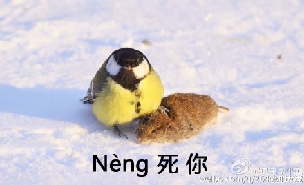 鸟界平头哥，传说中的“食脑狂魔”、“僵尸鸟”，霸气侧漏！