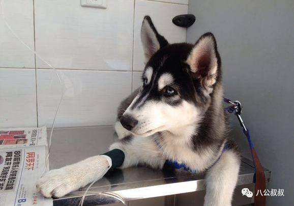 喜欢狗和爱狗区别,这就是喜欢和爱的区别完整版