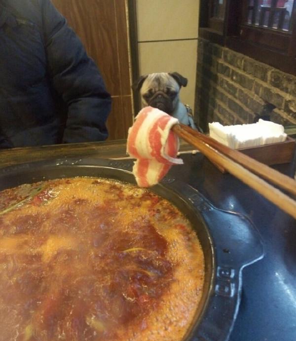 狗狗吃火锅,宠主给挑食柴犬吃零食