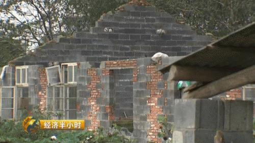 80后养猪致富经,养猪致富案例视频