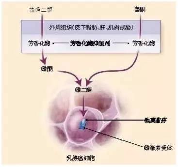 怎么判断内分泌失调还是更年期,内分泌治疗是从什么时候开始