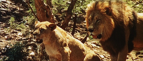 一群人去非洲旅游，既然被土著人*杀虐**，而且还……