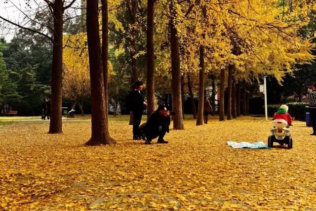 成都最后的银杏,成都附近最值得看的银杏