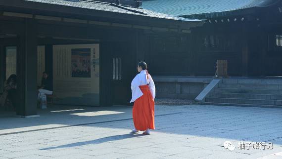 樱花旅行记全集视频,日本樱花7日游攻略大全