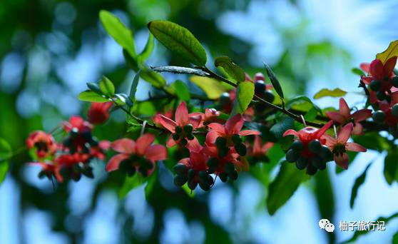 樱花旅行记全集视频,樱花季日本14天旅游攻略
