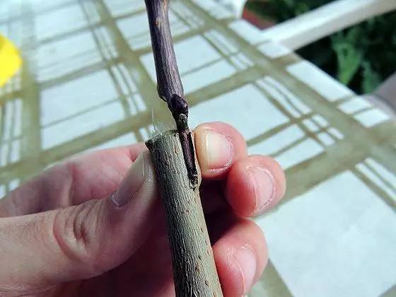 教你轻松完成果树、花木的嫁接，三种方法轻松掌握