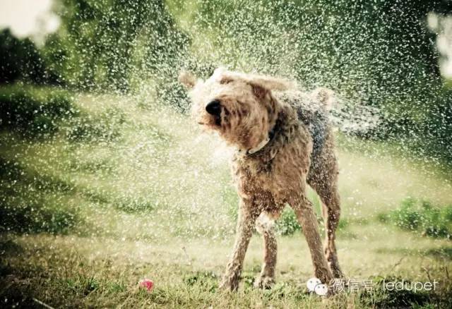 狗狗剪指甲总流血止不住怎么办,狗狗剪指甲流血沾了水怎么办