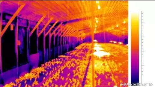鸡舍氨气对鸡的危害,鸡舍里氨气太重会导致什么病