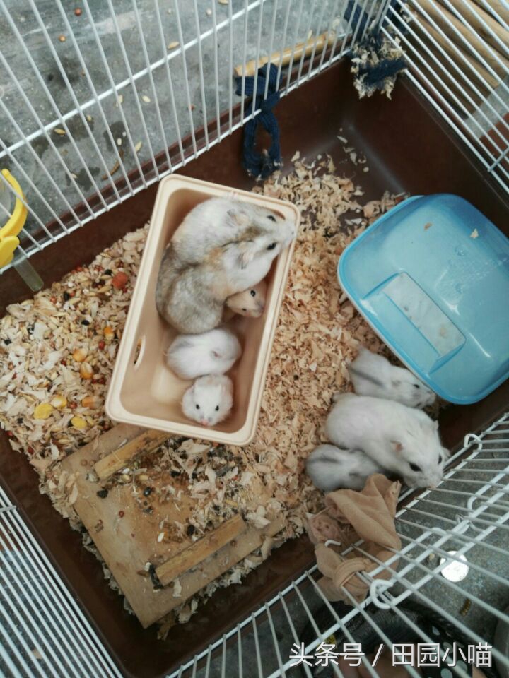 花10元买了两只小仓鼠，没想到几个月后收获一窝软萌的糯米团子
