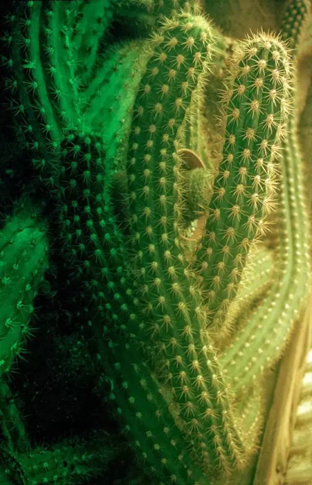 年度流行色盘点,流行色2023春夏经典绿隆重登场