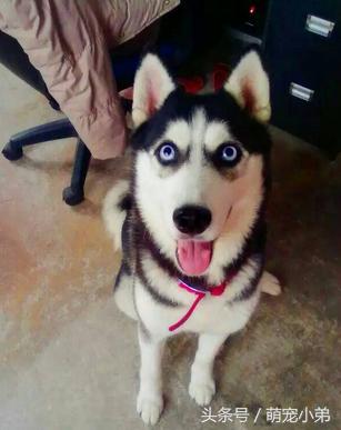 原来这样可以改善哈士奇乱叫的毛病