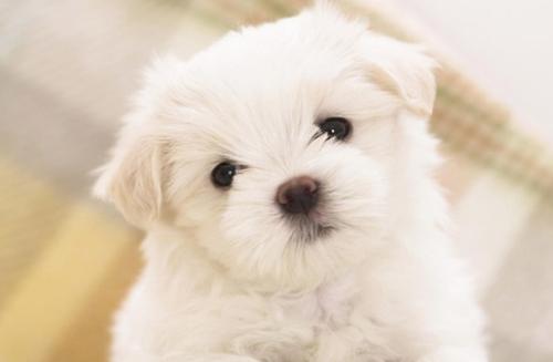 狗狗大便前成形后稀,狗狗大便稀带血怎么回事