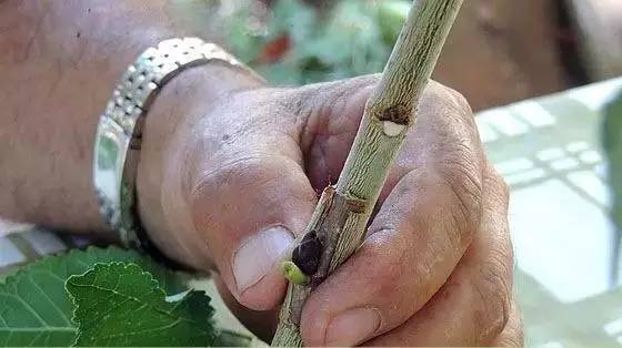 教你轻松完成果树、花木的嫁接，三种方法轻松掌握
