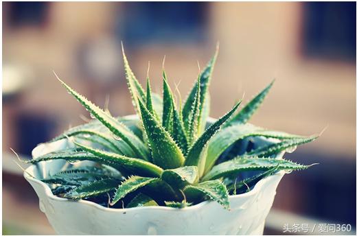 芦荟都是有什么样的用处怎样用,芦荟有一些什么用途和作用