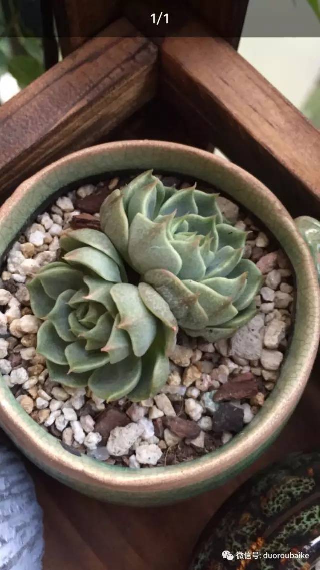 入肉坑,入坑一年半的新手养肉心得