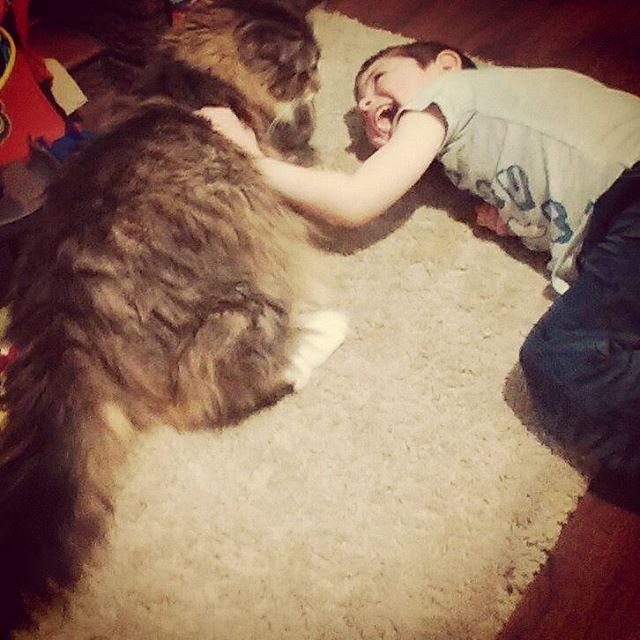 世界上最大的十种猫排名,打破吉尼斯纪录的猫