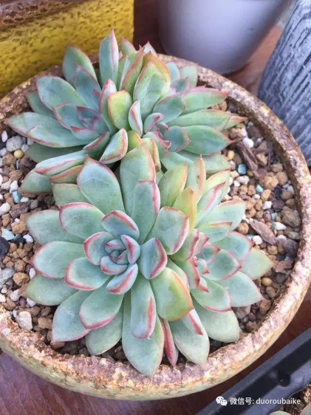 入肉坑,入坑一年半的新手养肉心得