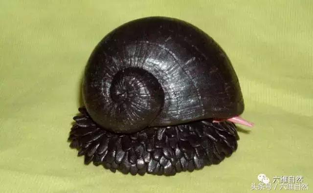 自然界中的蜗牛有什么特征,自然界中的蜗牛