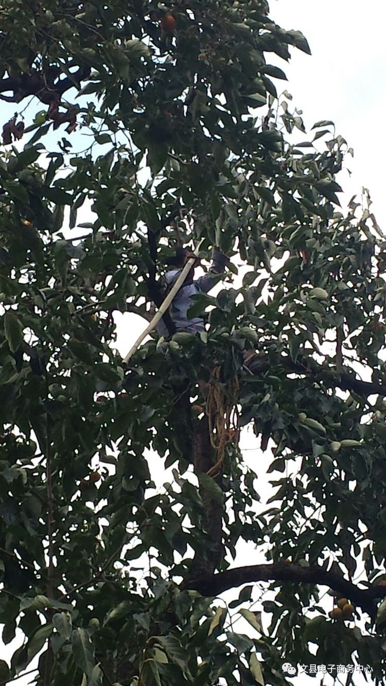 文县贾昌一个“胖子”变”瘦子“的过程