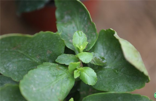 长寿花开过花了如何养能再次开花,冬季刚买的带花苞的长寿花怎样养