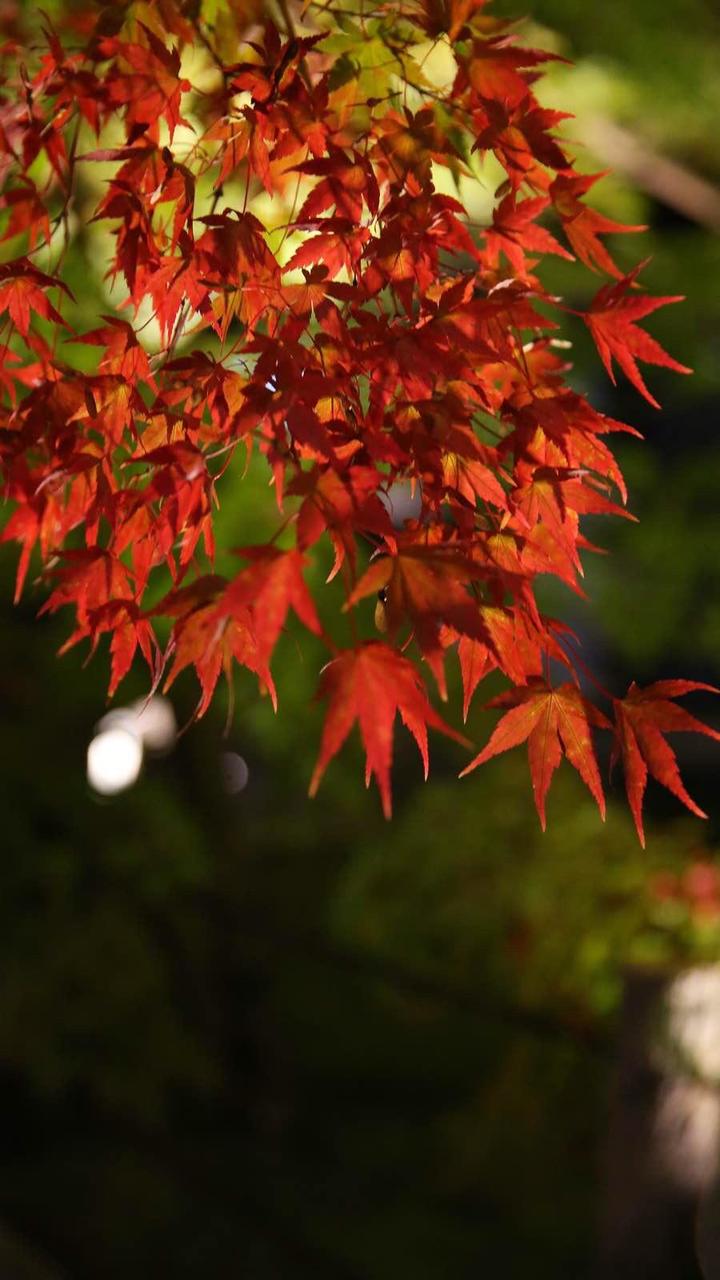 关西温泉六日游,大阪关西机场温泉