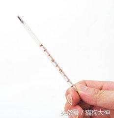 去宠物医院检测,宠物医院给狗狗量体温的方法