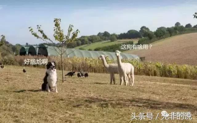 八骏图徐悲鸿,八骏图国画