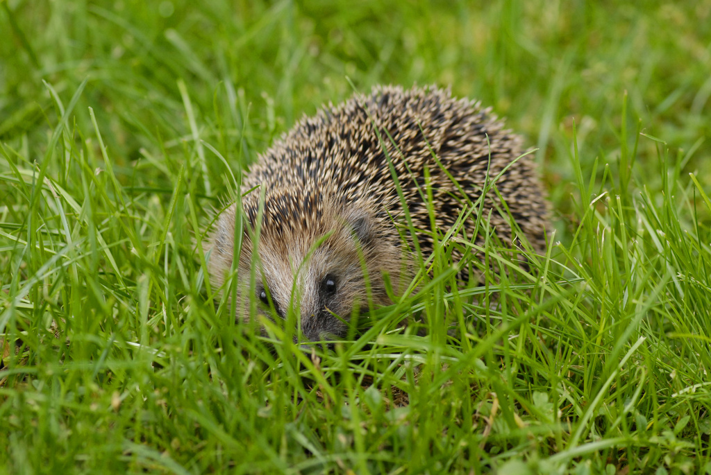 农村有什么稀奇古怪的东西,农村常见东西都有哪些