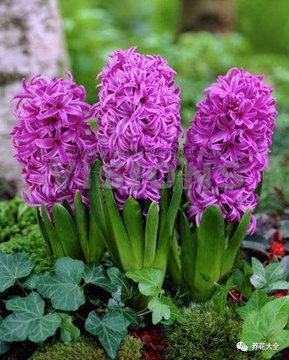 风信子的球茎烂了还能补救吗,风信子球上的新芽怎么处理