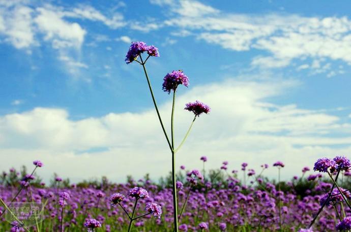最美薰衣草庄园,中国最大的薰衣草庄园