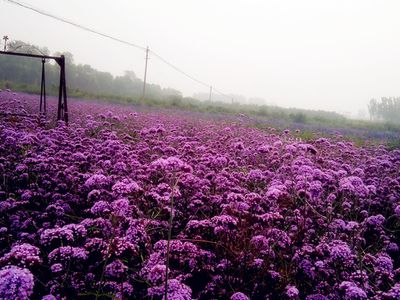 北京的薰衣草庄园门票,北京薰衣草庄园门头沟