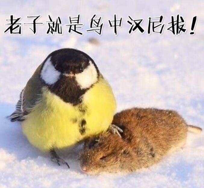 鸟界平头哥，传说中的“食脑狂魔”、“僵尸鸟”，霸气侧漏！