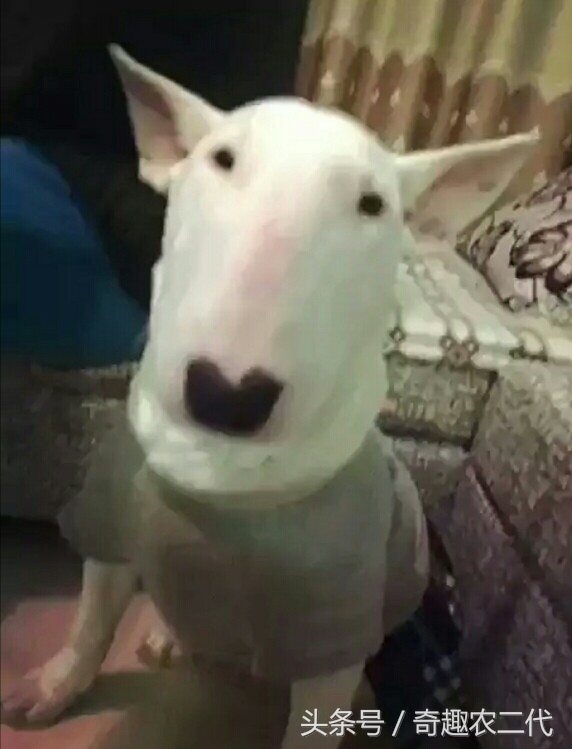 德国黑背犬攻击性,德国黑背犬厉害么