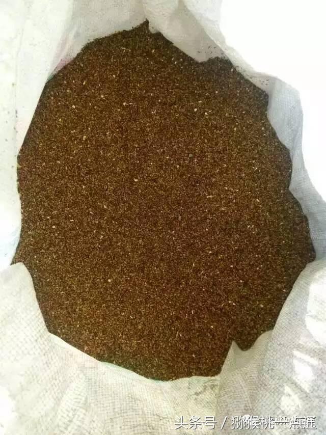 人工种植猕猴桃苗木价格,种植什么品种猕猴桃最有销路