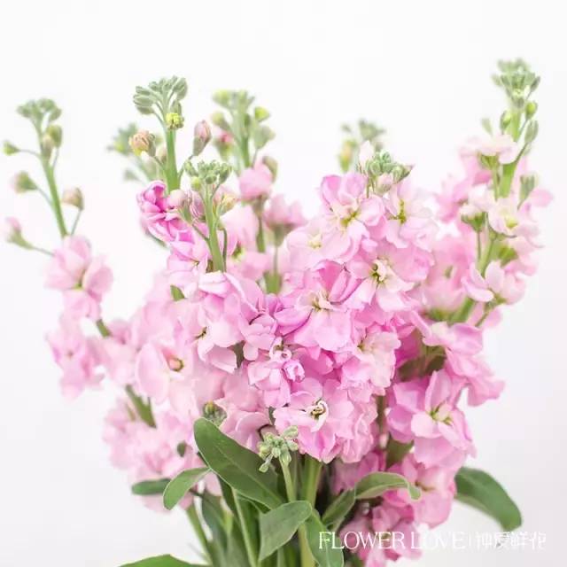 养护紫罗兰,养紫罗兰