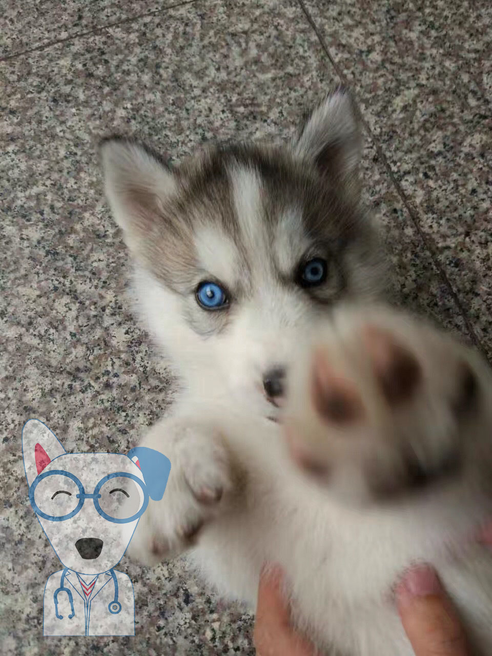 男子养的哈士奇冲着他笑,男子养了3只二哈