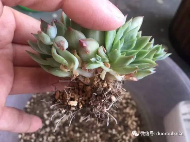 养肉肉的感悟,养多肉谨记好3招专治多肉难上色