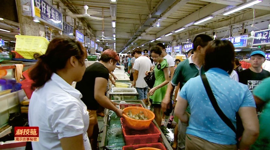 如何区分水产品是否加孔雀石绿,孔雀石绿在水产养殖中的应用