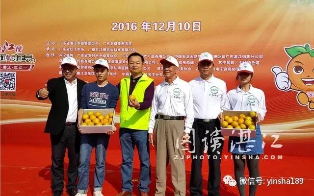 红江橙鲜果价格,红江橙2020价格